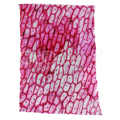 Onion epidermus micrograph