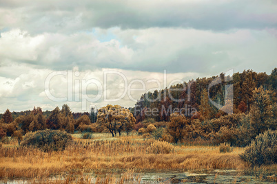 summer swampy forest landscape with cloudy sky