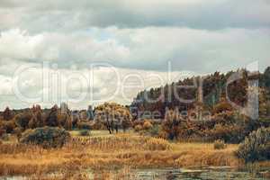 summer swampy forest landscape with cloudy sky