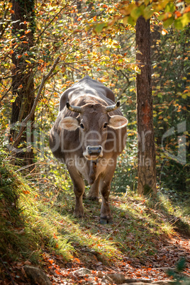 Gray spanish cow