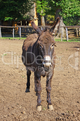 donkey in a field