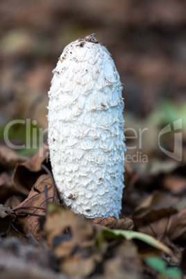 Ink cap