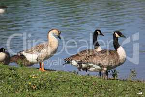 wild geese