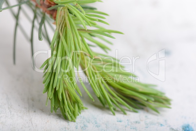 Fir-needle tree branches composition as a background texture