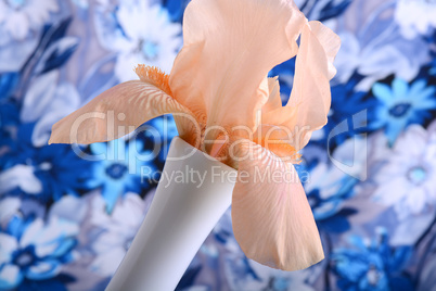 Beautiful petals of an orange flower on blue background