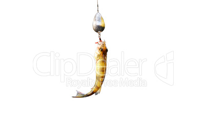 Perch caught on wobbler isolated on white background