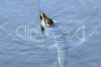 Spinning pike caught on a spoon in his mouth