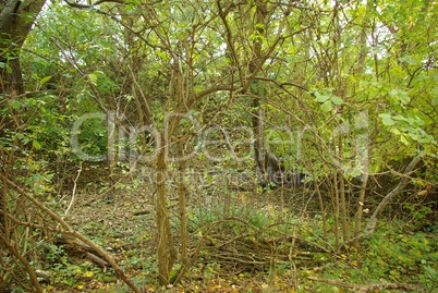 Blätterwald Blätterwald