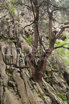 Baum in einer Felswand