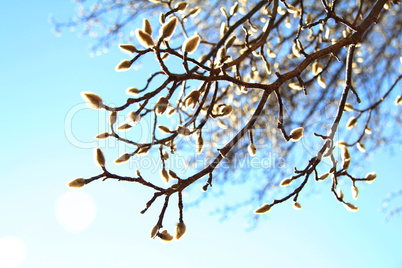 Knospen an einem Baum