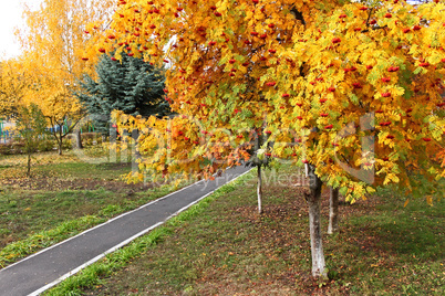 Sorbus tree in autumn season in park