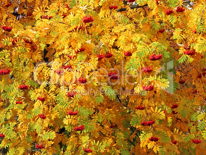 Red sorbus bunches among autumn leaves
