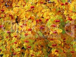 Red sorbus bunches among autumn leaves