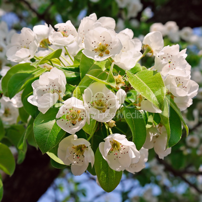Blossoming pear