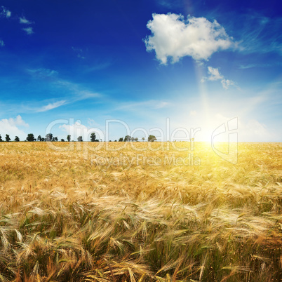 Beautiful sunrise over a field of wheat