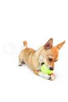 Cute little dog chewing on ball