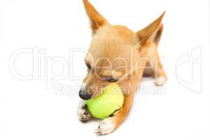 Cute little dog chewing on ball