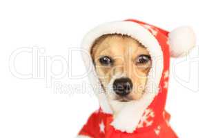 Cute festive dog in christmas jacket