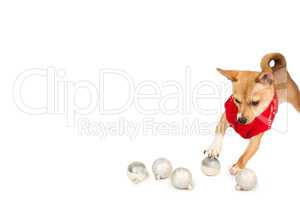 Cute festive dog with baubles