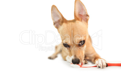 Cute dog chewing on toothbrush