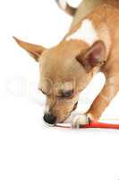 Cute dog chewing on toothbrush
