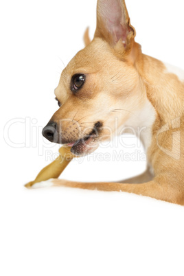 Cute dog chewing bone toy