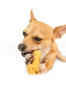 Cute dog chewing bone toy