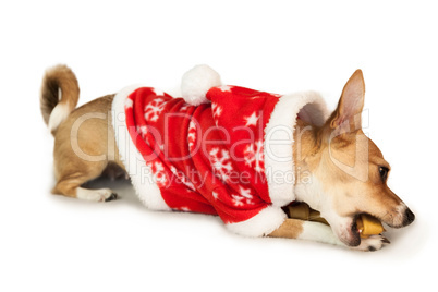 Cute festive dog in christmas jacket