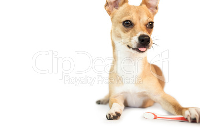 Cute dog chewing on toothbrush