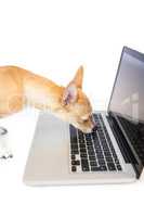 Cute dog using laptop