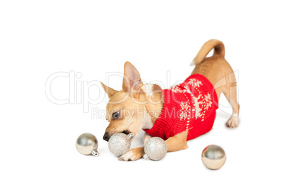 Cute festive dog with baubles