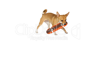 Cute dog chewing on skateboard toy