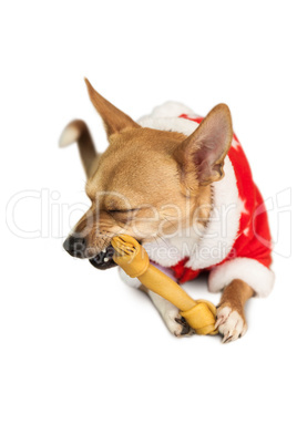 Cute festive dog in christmas jacket