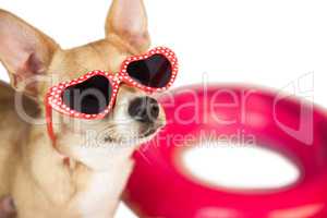 Cute dog with heart sunglasses