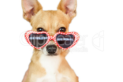 Cute dog with heart sunglasses