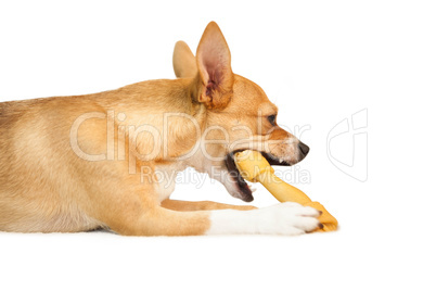 Cute dog chewing bone toy