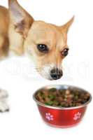 Cute dog eating from bowl