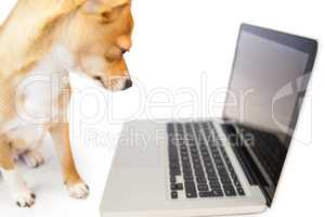 Cute dog using laptop