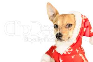 Cute festive dog in christmas jacket