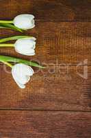 View of few white beautiful flowers