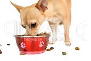 Cute dog eating from bowl