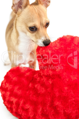 Cute dog with cushion