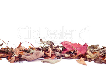 Autumn leaves with copy space