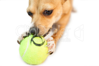 Cute little dog chewing on ball