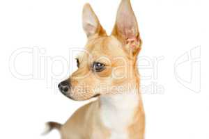 Cute dog with pointy ears