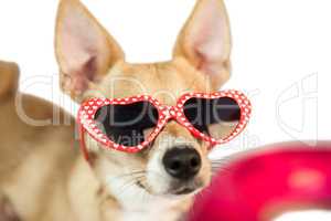 Cute dog with heart sunglasses