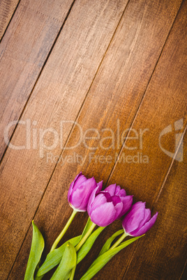 Few beautiful purple flower against wood plank