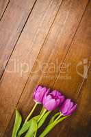 Few beautiful purple flower against wood plank