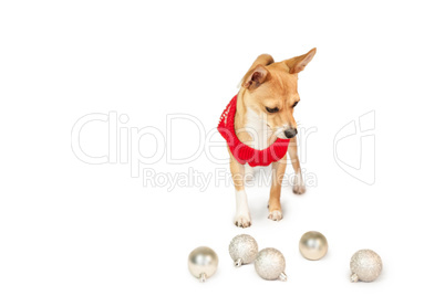 Cute festive dog with baubles