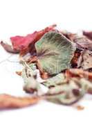 Autumn leaves